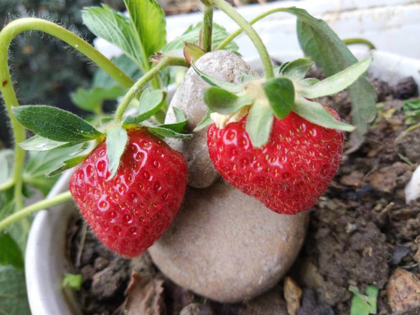草莓怎么种植方法_草莓怎么种植方法图解