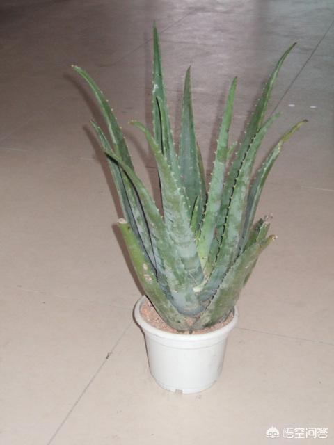 芦荟怎么浇水