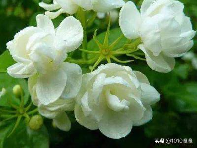 夏天的花_夏天的花的诗句