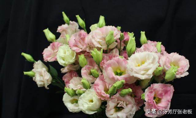 桔梗花图片_绿色洋桔梗花图片