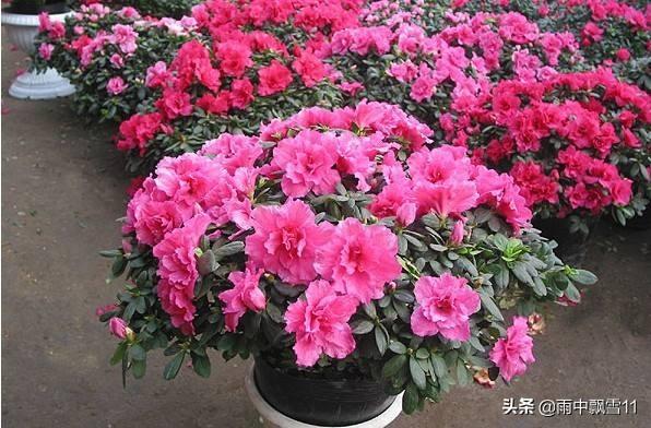 杜鹃花图片_杜鹃花图片100张