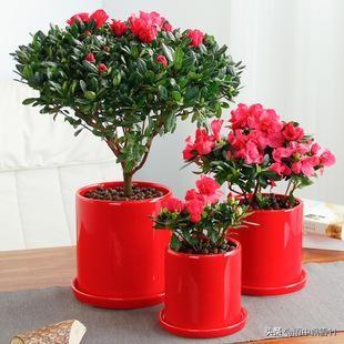 杜鹃花图片_杜鹃花图片100张