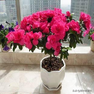 杜鹃花图片_杜鹃花图片100张