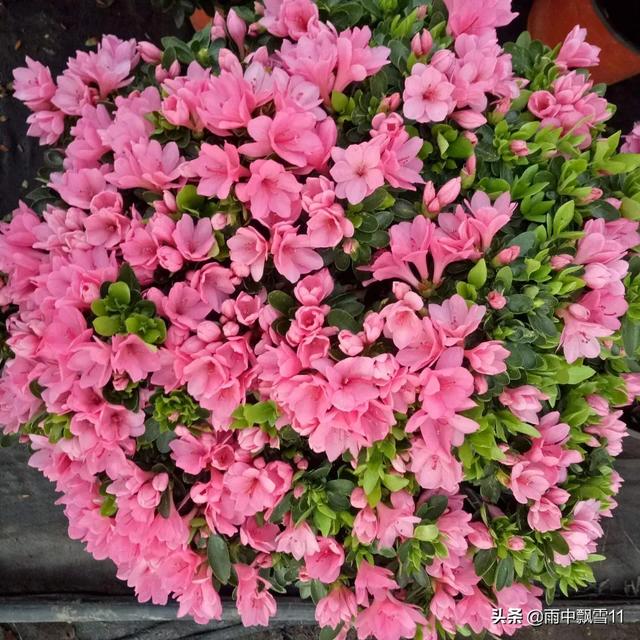 杜鹃花图片_杜鹃花图片100张