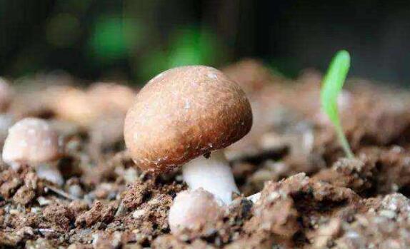 草菇种植_草菇种植方法全过程