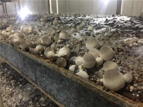 草菇种植_草菇种植方法全过程