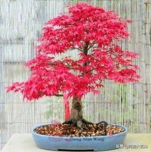 红枫树桩盆景_红枫盆景养植方法