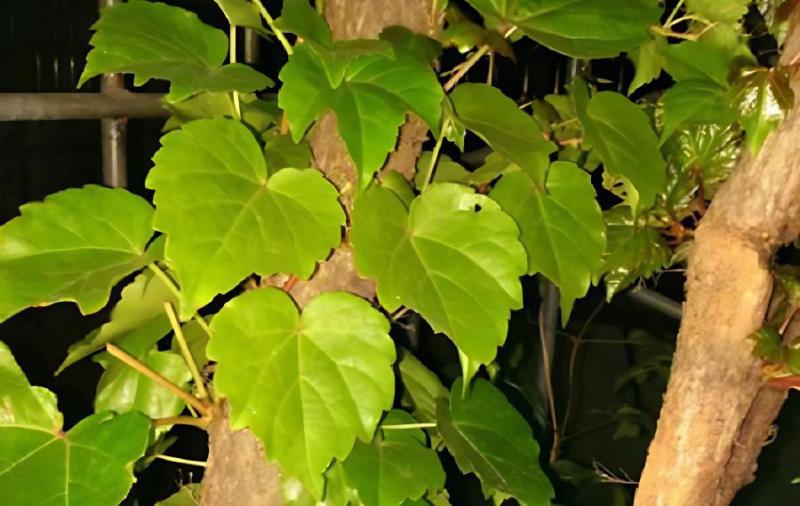 爬山虎怎么种_爬山虎怎么种植
