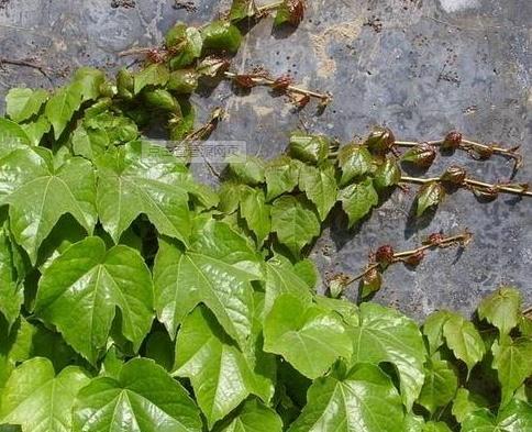 爬山虎怎么种_爬山虎怎么种植