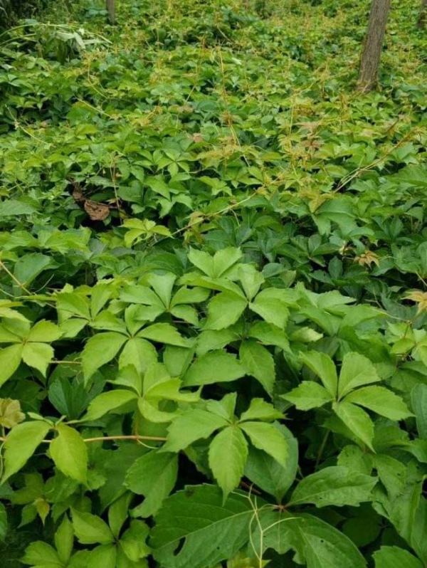 爬山虎怎么种_爬山虎怎么种植