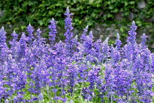 鼠尾草_鼠尾草花语
