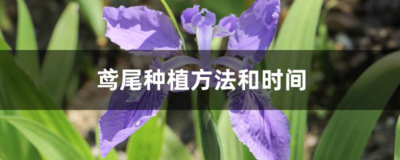 鸢尾_鸢尾草图片