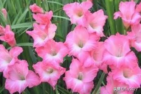 教师节花束_教师节花束制作