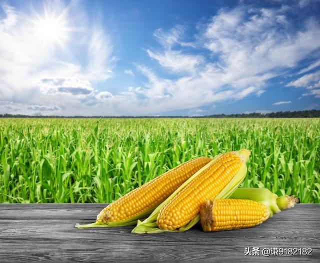 农村种什么赚钱_农村种什么赚钱快又稳定