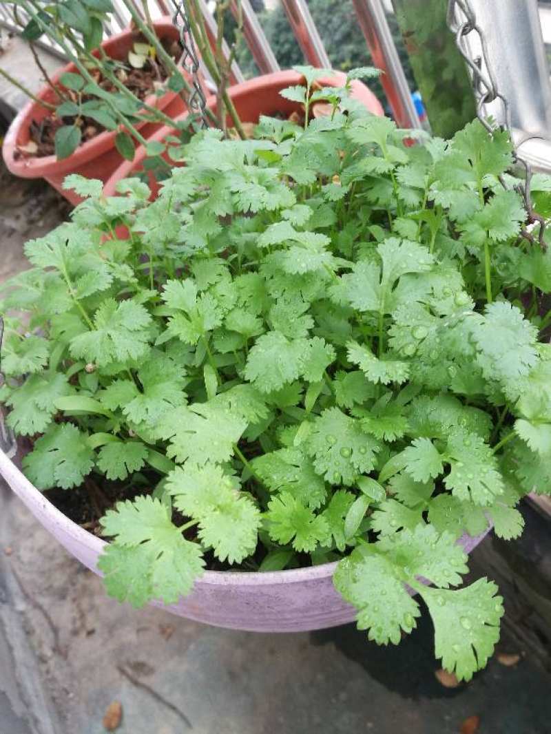 香菜种植方法和时间_大棚香菜种植方法和时间