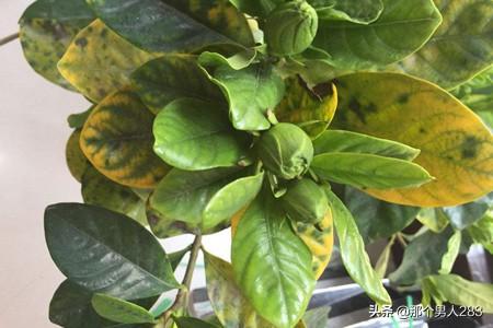 栀子花叶子发黄_栀子花叶子发黄的原因和解决方法