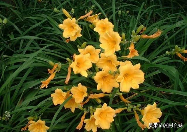 金娃娃萱草_金娃娃萱草种植