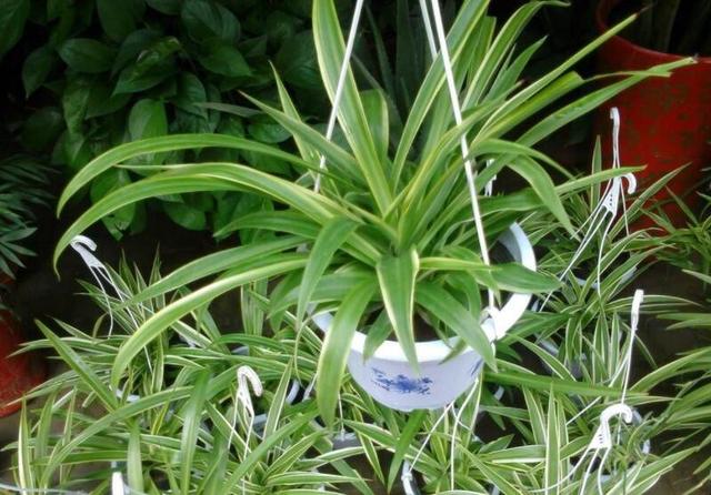 玉兰花_玉兰花一年开几次花