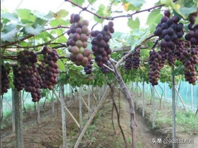 葡萄的栽培技术