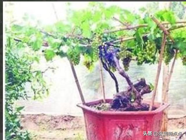 葡萄的栽培技术