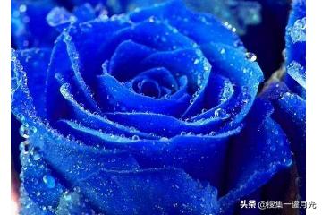 蓝色妖姬的花语_蓝色妖姬适合送什么人