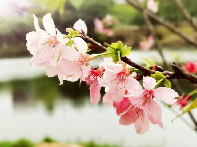樱花的图片_樱花的图片大全大图