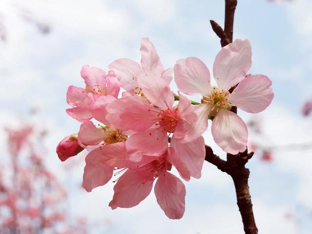 樱花的图片_樱花的图片大全大图