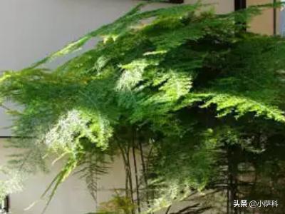 文竹怎么修剪_文竹怎么修剪才能长得更茂盛