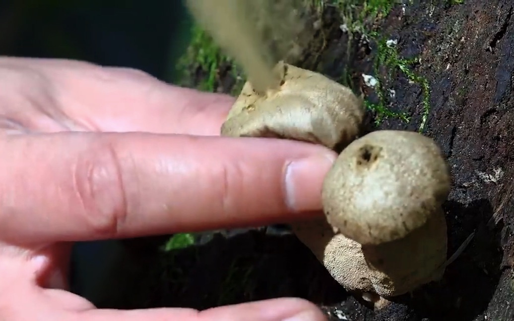 种植蘑菇_种植蘑菇在室内还是大棚好吗