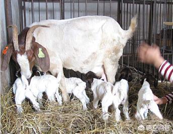 家庭养殖_家庭养殖好项目有哪些