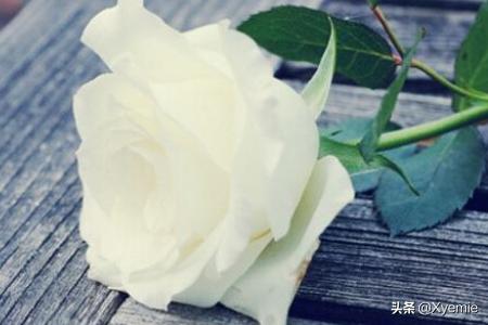 玫瑰 花语_玫瑰花语象征与寓意