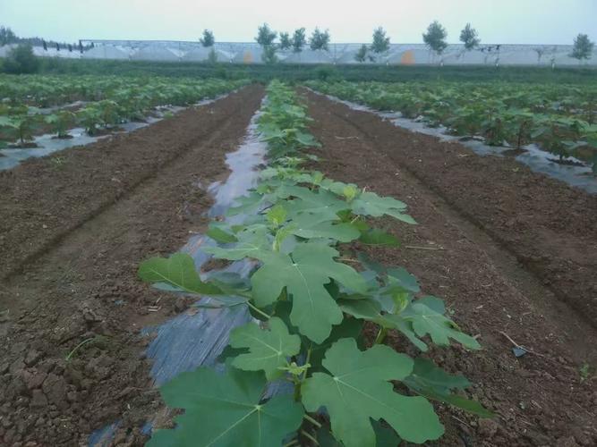 无花果怎么种_饥荒无花果怎么种