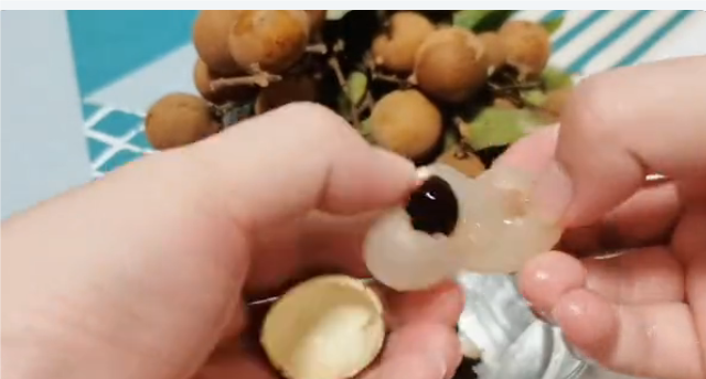 龙眼树苗_龙眼树苗什么时候种植最好