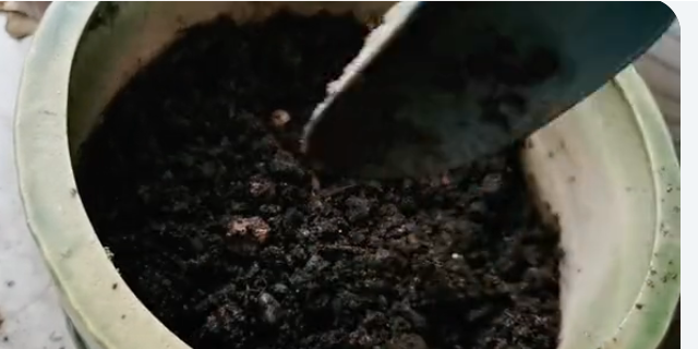 龙眼树苗_龙眼树苗什么时候种植最好