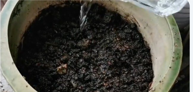 龙眼树苗_龙眼树苗什么时候种植最好