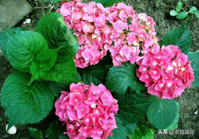 绣球花怎么养_秋天的绣球花怎么养