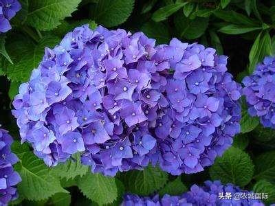 绣球花怎么养_秋天的绣球花怎么养
