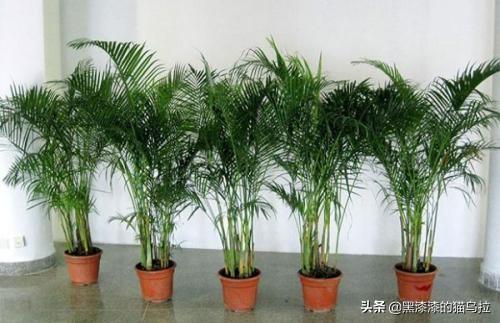 袖珍椰子_袖珍椰子叶子发黄干枯怎么办
