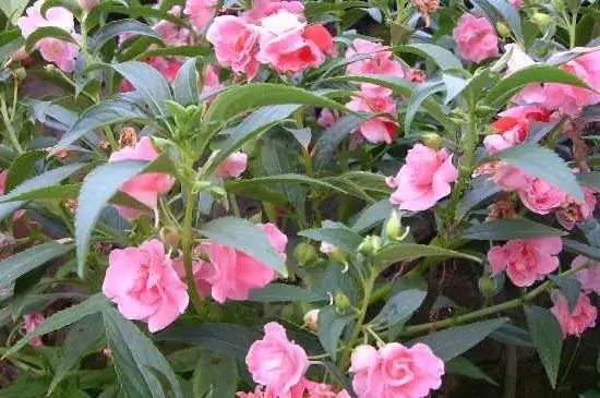 凤仙花的栽培方法_凤仙花的栽培方法怎么填写