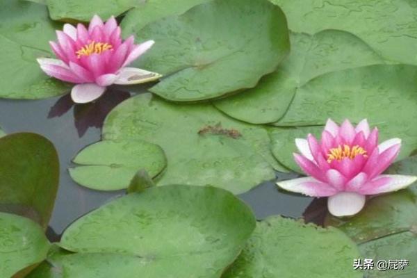 水生植物种类_水生植物种类大全