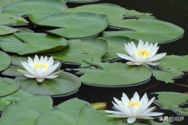 水生植物种类_水生植物种类大全