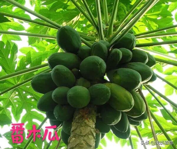 木瓜图片_北方木瓜图片
