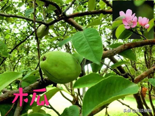 木瓜图片_北方木瓜图片