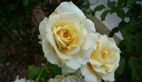 玫瑰花的图片_嘴咬一支玫瑰花的图片