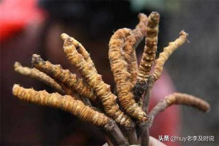 虫草花养殖_虫草花养殖基地
