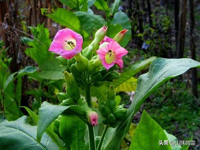 烟草花_烟草花的功效与作用