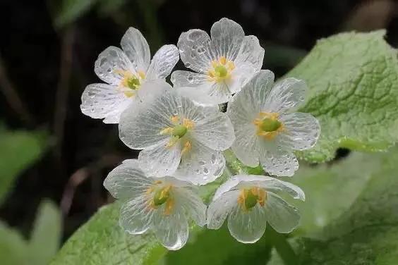水晶花_水晶花怎么做