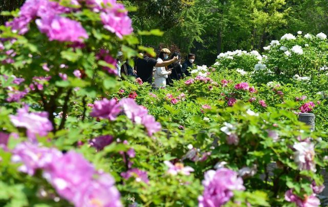 洛阳牡丹花会时间_洛阳牡丹花会时间是几月几日