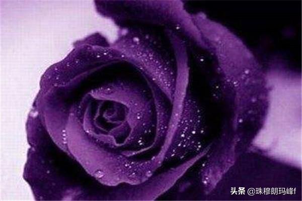 紫玫瑰代表什么_蓝色玫瑰花代表什么意思