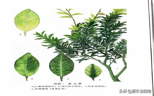 柑橘病虫害_柑橘病虫害防治时间表